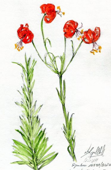 7-flores-de-miguel-elias