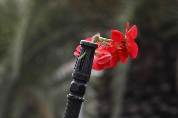 Flowers in the barrel of a soldier's weapon placed by protestors during a demonstration in front of the RCD party headquarters, in Tunis, Thursday, Jan. 20. 2011. Demonstrators have criticized the country's new unity government for being mostly made up of old guard politicians from the RCD, which was founded by ousted President Zine El Abidine Ben Ali, who fled to Saudi Arabia on Friday after 23 years in power. (AP Photo/Christophe Ena)