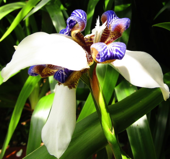 20 Orquídea enviada desde Colombia por Carlos-Enrique Ruiz