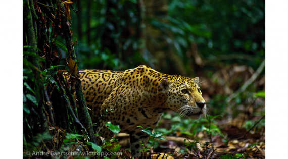 3 Tigre por la selva de Madre de Dios. Perú (foto de Andre Baerschi)
