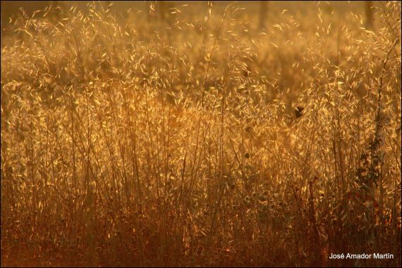 6 Foto de José Amador Martín